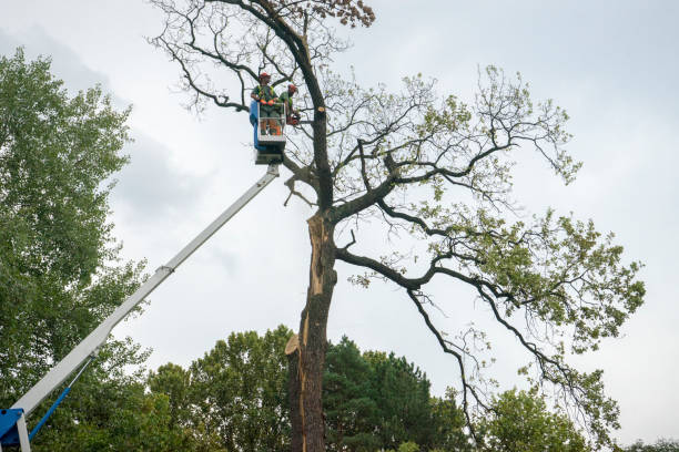 Best Residential Tree Removal  in Morrilton, AR